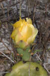 Common pricklypear